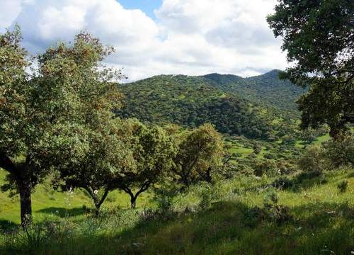 Plan de Ordenación de Montes en Extremadura: Beneficios para su finca