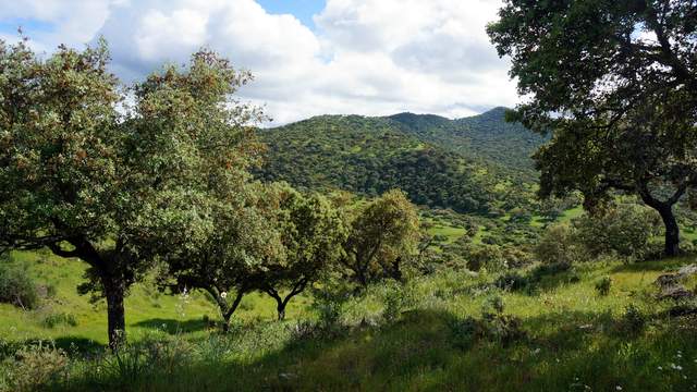 ayudas forestales Andalucía