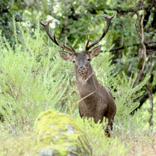 iberian stag fallow deer hunting spain cadiz seville malaga andalusia