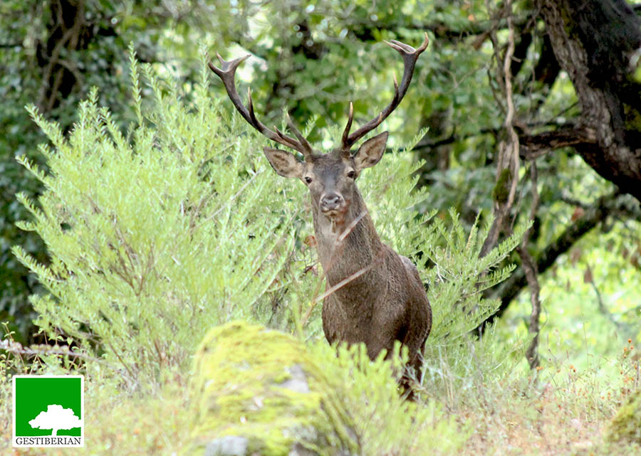 iberian stag fallow deer hunting spain cadiz seville malaga andalusia