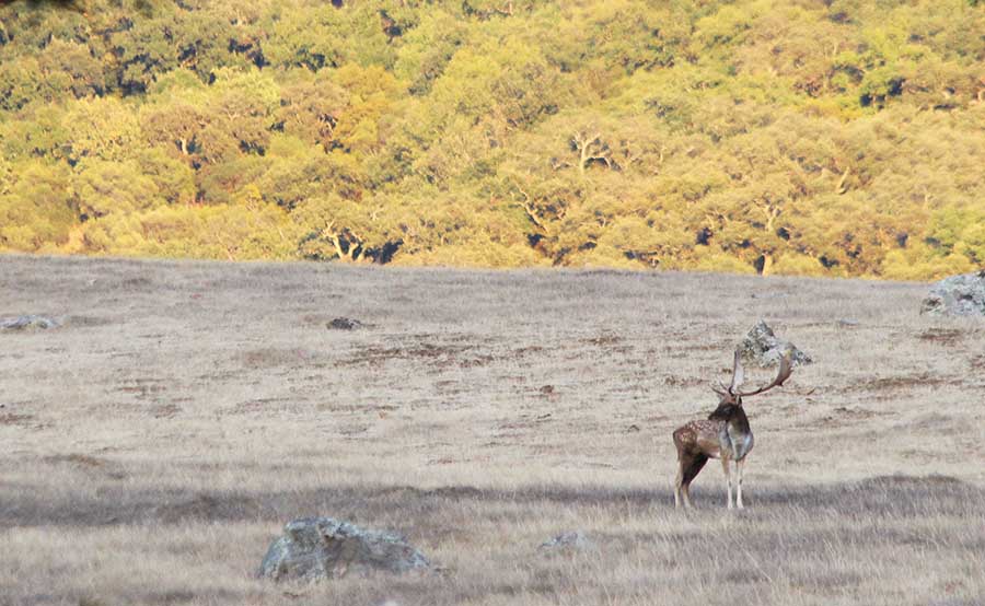 fallow deer hunting in Spain cadiz buck