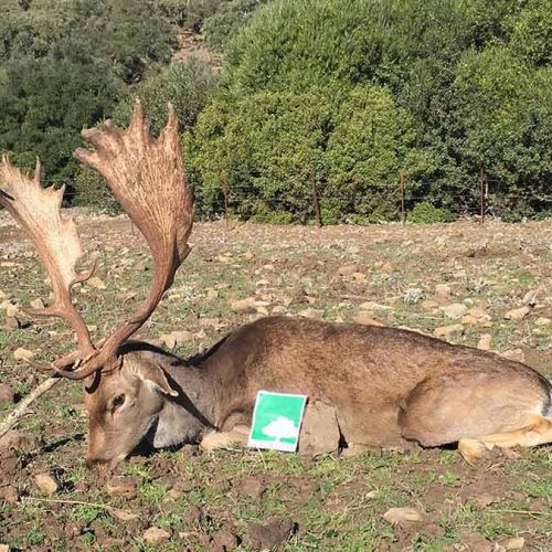 fallow deer stalk hunt spain