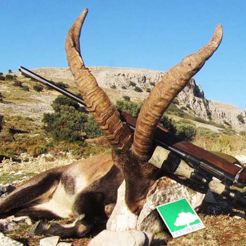 ibex hunt southeastern ronda